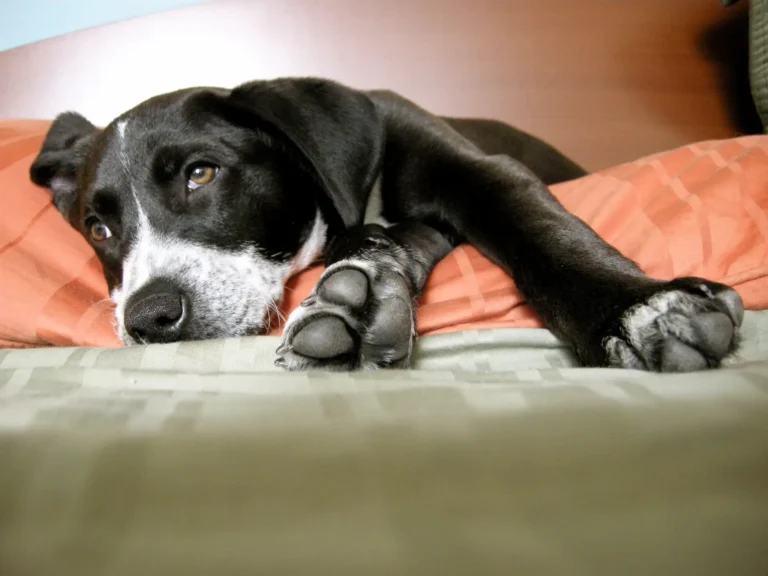 Radon sickness in dogs